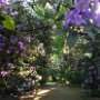 Rhododendron Impressionen